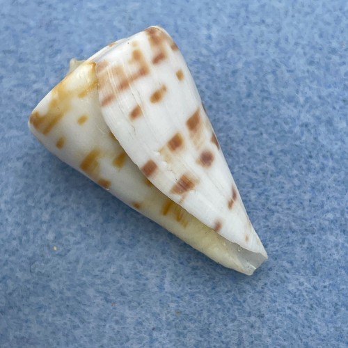 #1 Conus advertex 35.6mm F++ Cape Moreton, Qld, Australia, Trawled 85-90fms - Picture 3 of 3