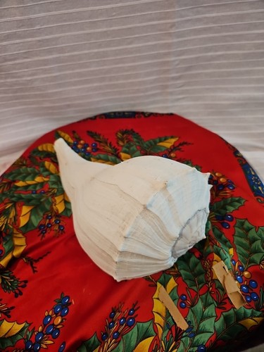 Cuerno de punta de remolino de océano concha de mar blanca pura concha de mar grande 10" - Imagen 1 de 9