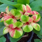 Crown Of Thorns Diamonds Night  Thai Hybrid Christ Plant Euphorbia Milii