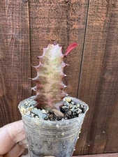 Succulent - Euphorbia Trigona Rubra : African Milk Tree
