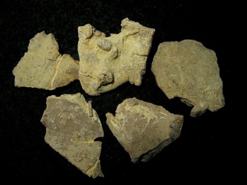 Ordovician Bryozoa Bryozoan fossil Bromide Decorah many species to choose from - Picture 19 of 32