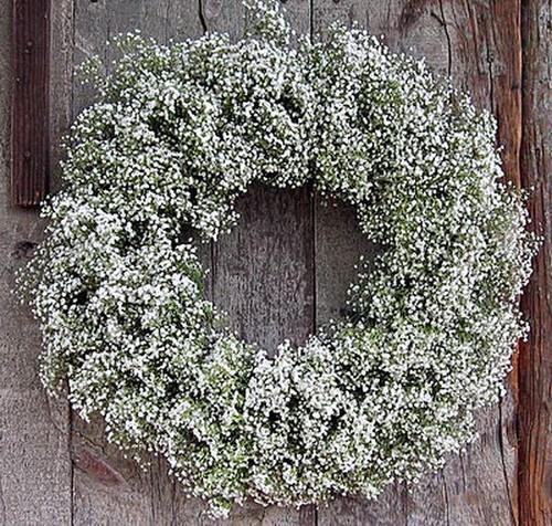 GYPSOPHILA ELEGANS COVENT GARDEN BLANCO (2000 SEMILLAS) - Imagen 2 de 2