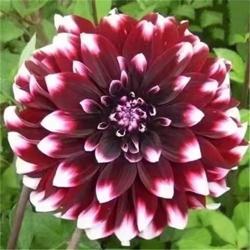 1 Pack/190+pcs Rare Dahlia Flowered Seeds Home Yard Garden Plant Decoration - Picture 15 of 21