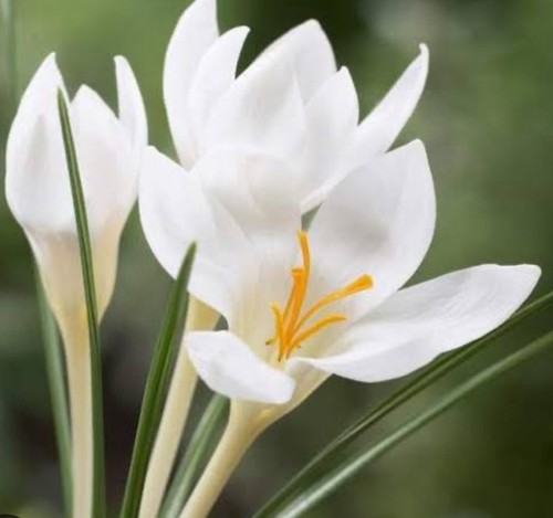 Dutch Crocus Lily : Smiling Beauty: $199 For 30 Bulbs : Free Postage - Picture 4 of 5