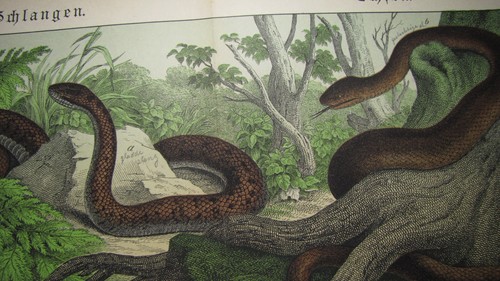 Schubert c1880 Antique Folio Print x17 reptiles, insects, jellyfish, butterflies - Picture 5 of 22