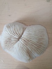 Conchiglia Shell MADREPORA MARINA CORALLO FUNGIA   Indopacifico