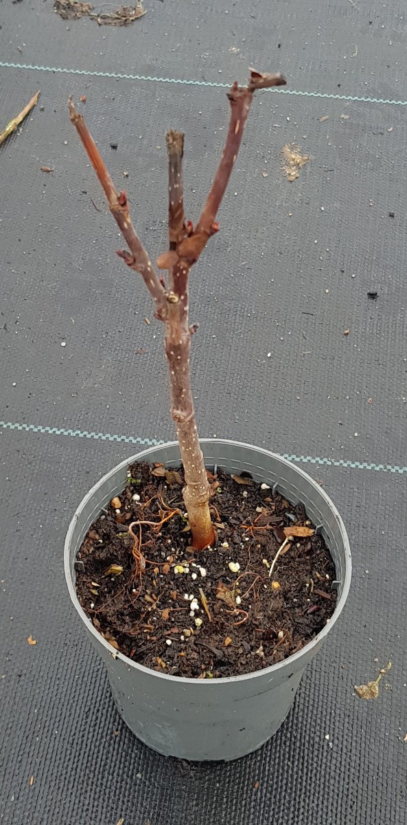Sorbier hybride Granatnaja en godet pour verger familial et jardin