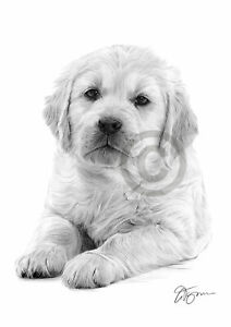 Cane Con Cucciolo Di Golden Retriever Stampa Disegno A Matita Solo Firmato Dall Artista Ebay