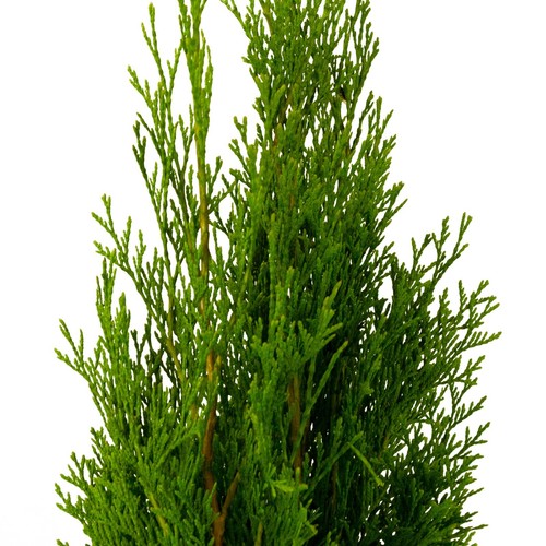 20 x THUJA SMARAGD 120-130 cm Lebensbaum Immergrün Heckenpflanzen - Top Qualität - Bild 2 von 6