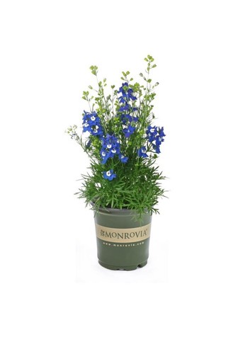 DARK BLUE DELPHINIUM ONE GALLON - Picture 3 of 3