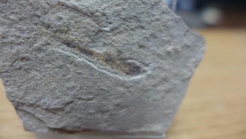 GEOLOGICAL ENTERPRISES Kreide FISCHFOSSIL Sarinoides minor, Libanon - Bild 3 von 5