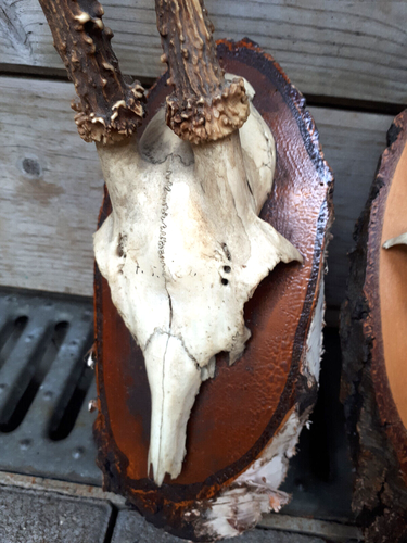 3x ca 25cm präparat Geweih Bockgeweih Reh Rotwild jagd trophäe - Dachbodenfund - Bild 2 von 4