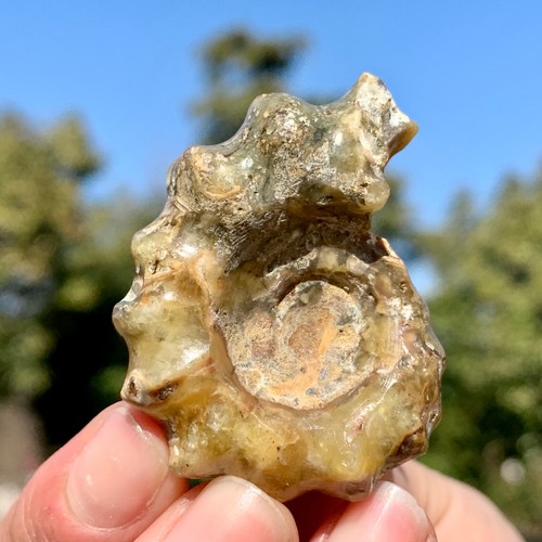 32G Selten! Natürlicher Tentakel Ammonit Fossil Präparat Muschel Heilung Madagaskar - Bild 17 von 24