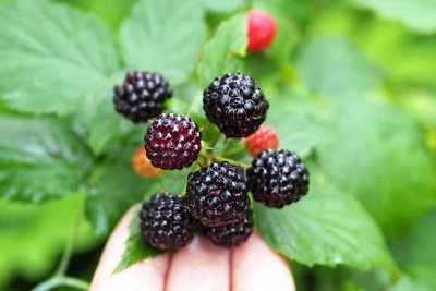 SEEDVILLE USA 50 BLACK RASPBERRY Rubus Leucodermis Fruit Bush Vine Seeds