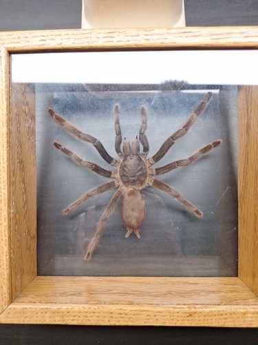 Riesige echte Tarantel, 7 Beine - Eurypelma Spinicrus - in Vitrine - Bild 5 von 8