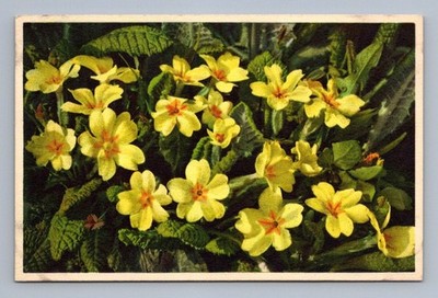 Antique Switzerland Primula vulgaris yellow botanical flower 1950