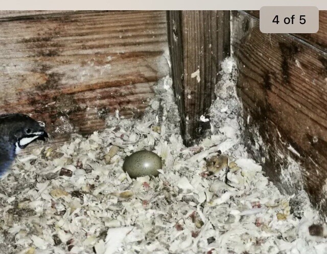 12 chinese painted quail hatching eggs 12 chinese painted quail hatching eggs