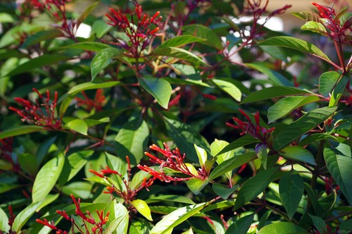 Pentax Takumar-F 70-200mm F/4-5.6 Full Frame Telephoto Zoom.  Tested Good.  576 - Picture 15 of 20