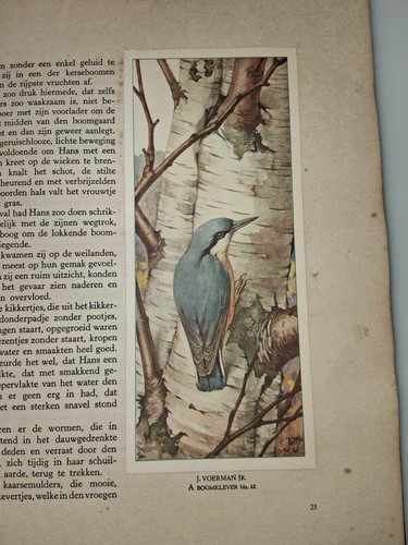 1935 H.E. Kuylman - Hans de Torenkraai Verkade Album Birds, Mammals, Flowers - Picture 15 of 23