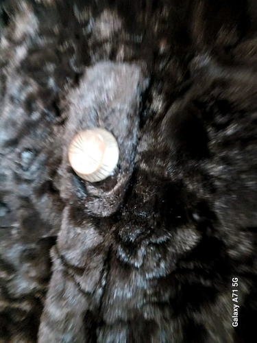 Women's Beautiful Vintage Rich Brown Crushed Velvet Faux Fur Coat, Size S / XS - Picture 18 of 24