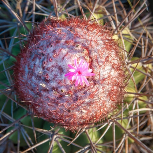 Seltene Melocactus Kakteen Samen Mischung - Kakteengarten - Azureus, Matanzanus usw. - Bild 5 von 5