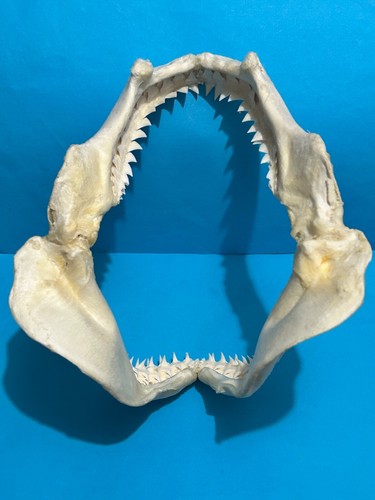 SHARK JAWS FROM A SANDBAR SHARK (Carcharhinus plumbeus species) ( 180W X 220H) - Picture 5 of 5
