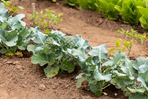 1000 Organic DE CICCO BROCCOLI Di Cicco Brassica Oleracea Capitata Vegetable See - Bild 3 von 8