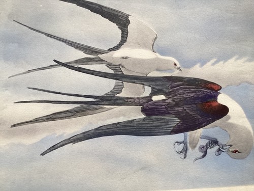 Original Schwalbenschwanzdrachen handkoloriert von Rex Brasher ca. 1930 - Bild 11 von 13