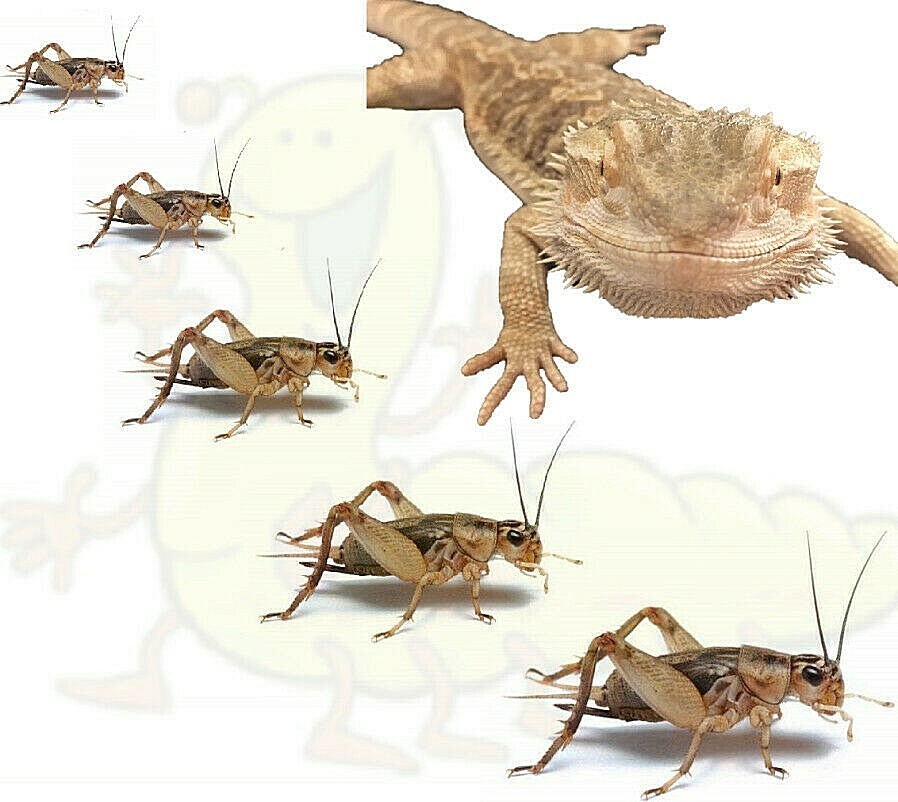 Live Crickets Pet Reptile Feeders Bearded Dragon Lizard Alive Food