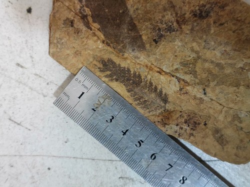 Paläontologisches Fossil Fisch Fossil M101 - Bild 5 von 7