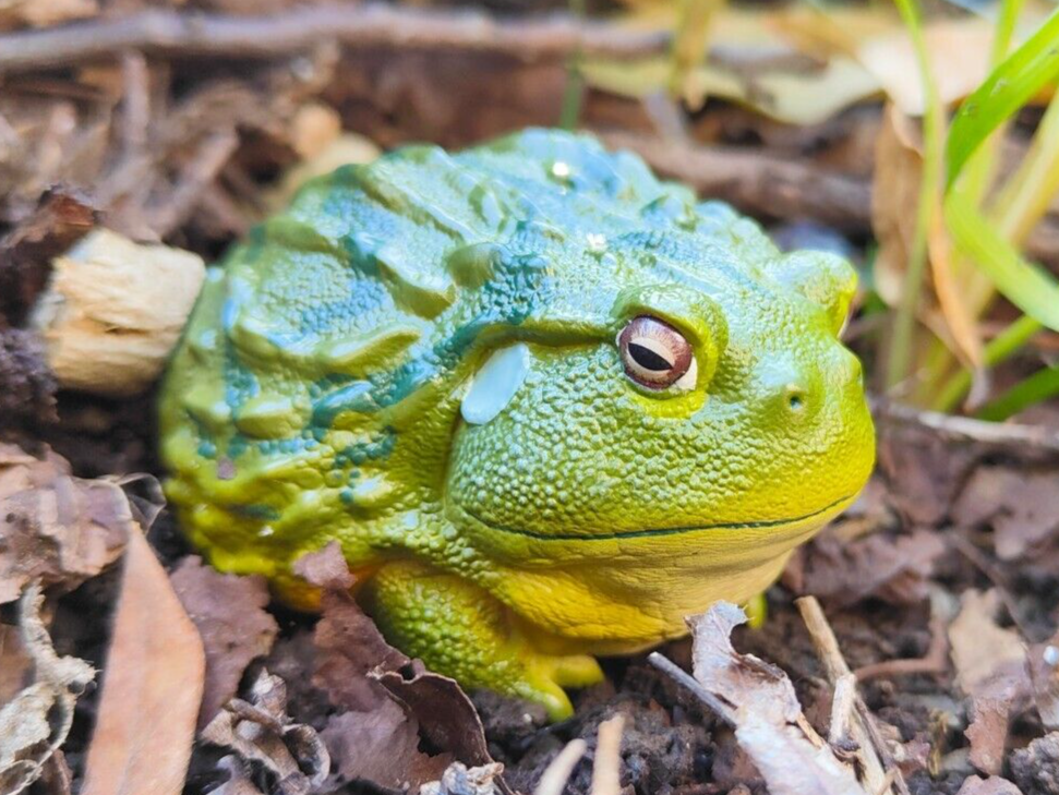 In-Stock】 Animal Heavenly Body African Bullfrog Frog In-Stock】 Animal Heavenly Body African Bullfrog Frog