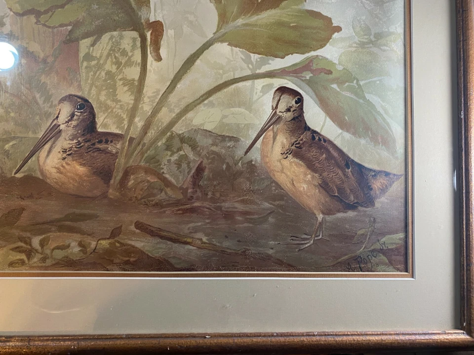 Impresión cromolitógráfica Alexander Pope Jr. (1849 - 1924) "Two Woodcocks" - Enmarcada Foto 2 de 4