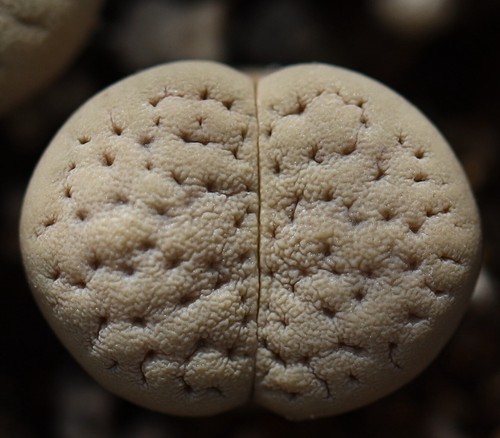 SEEDS - Lithops vallis-mariae 15seeds - Picture 3 of 3