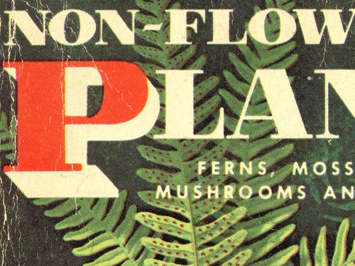 Vintage Mushroom & Fern Poster – Botanical Print (Ferns, Mosses, Lichens, Fungi) - Picture 3 of 5