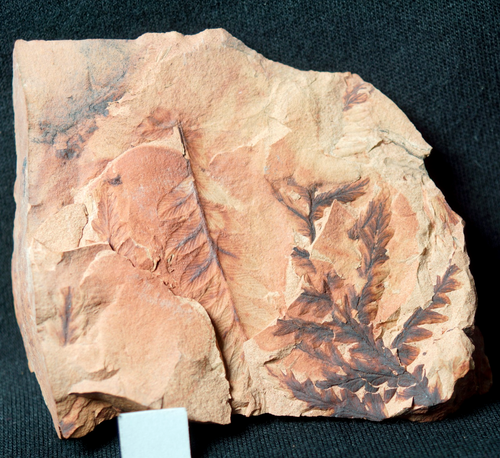 Seltene schöne ausgestorbene Karbon unbekannte unbestimmte Pflanze Fossil Farnblatt - Bild 8 von 8