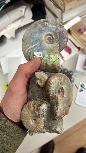 Ammonite (pearly opalescent) fossil standing sculpture healing crystal - Picture 5 of 5