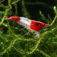 20 Red Rili Neocaridina Live Shrimp High Grade Freshwater