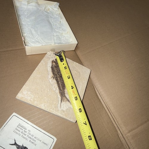 Fósil Eoceno Knightia pez, formación Green River Lincoln County Wyoming - Imagen 11 de 14