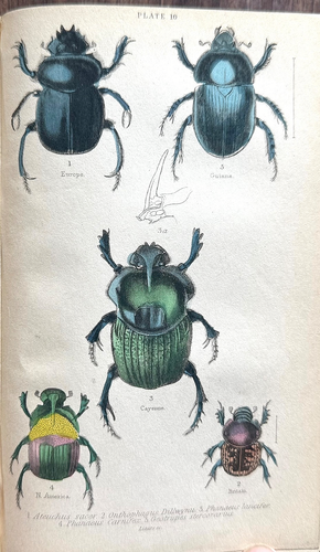 1840s Jardine Beetles Entomology Naturalist's Library Orig Complete 30 HC Plates - Picture 16 of 24
