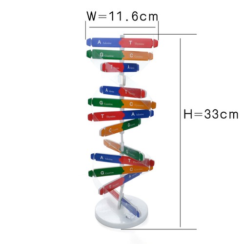 Science Dna Toys Dna Kit Kids Dna Molecule Model Rna Model Kit - Picture 3 of 11