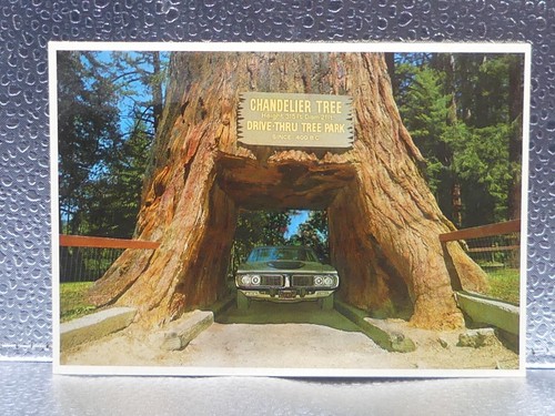 Kronleuchter Drive-Thru Baum Redwood Drucke Reise Tourismus topographische Postkarte - Bild 1 von 7