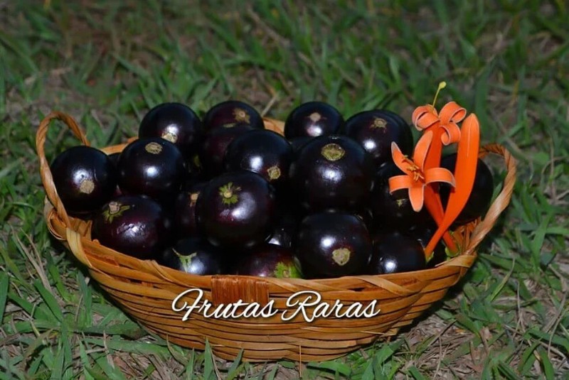 Plinia cauliflora "Paulista"