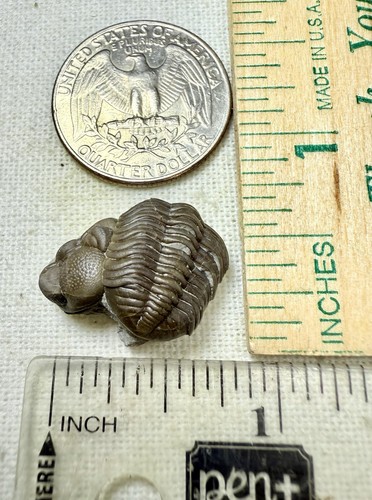 Phacops Trilobite ~Silica Formation~ Ohio ~ Devonian Period - Picture 8 of 8