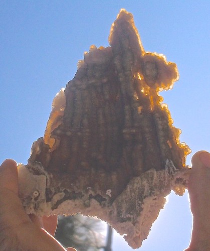 Fossil Coral Fine Botryoidal Specimen 5.3 Oz Withlacoochee River FL - Picture 3 of 11