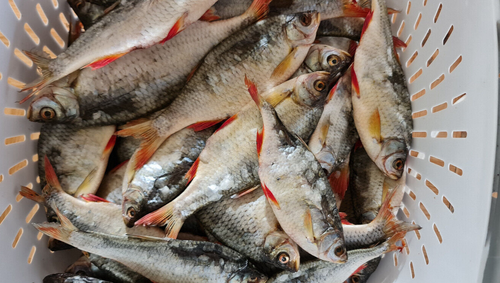 Rotaugen Plötze Fisch getrocknet, gesalzen & gedörrt 1kg сушёная frisch - Bild 2 von 2