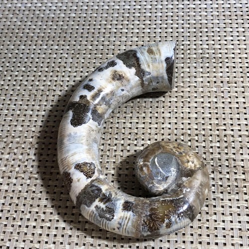 279g Rare Natural elephant nosed specimen Reiki healing d5 - Picture 5 of 11