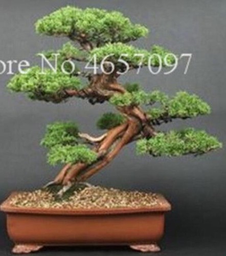 (10) BONSAI PINE TREE SEEDS rare exotic home garden mini dwarf USA SELLER TRACK - Picture 4 of 30