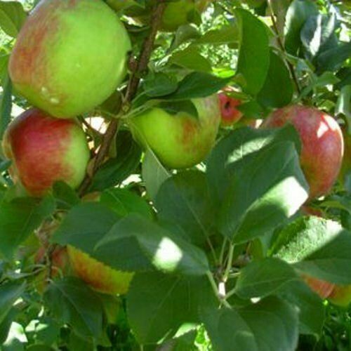 Apple Tree Seeds All types ( Pink Lady Fuji Gala Envy/Honey Crisp Gold/Red Deli) - Picture 13 of 35