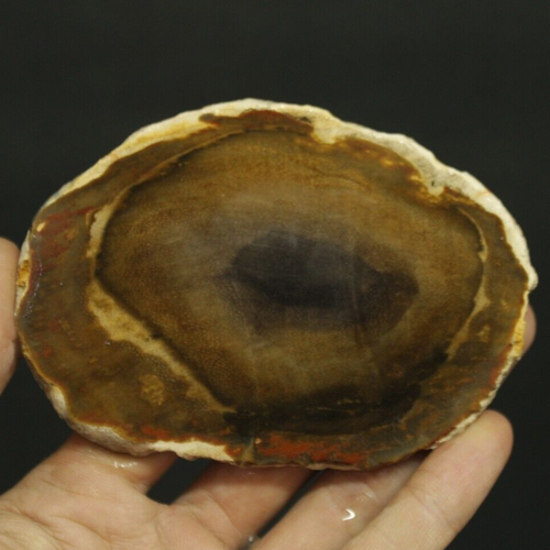 117gr INCREÍBLE REBANADA DE MADERA PETRIFICADA ROJA SIN PULIR DE INDONESIA - Imagen 6 de 8