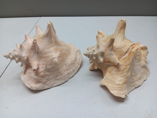 Lot Of 2 Conch Shells Natural Pink Sea Shells - Picture 2 of 3